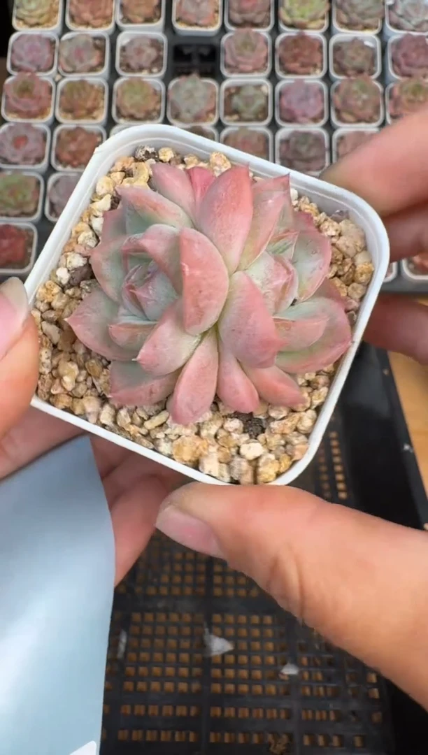 254Z珍妮多肉(6.5cm杯）一物一拍 带盆土发