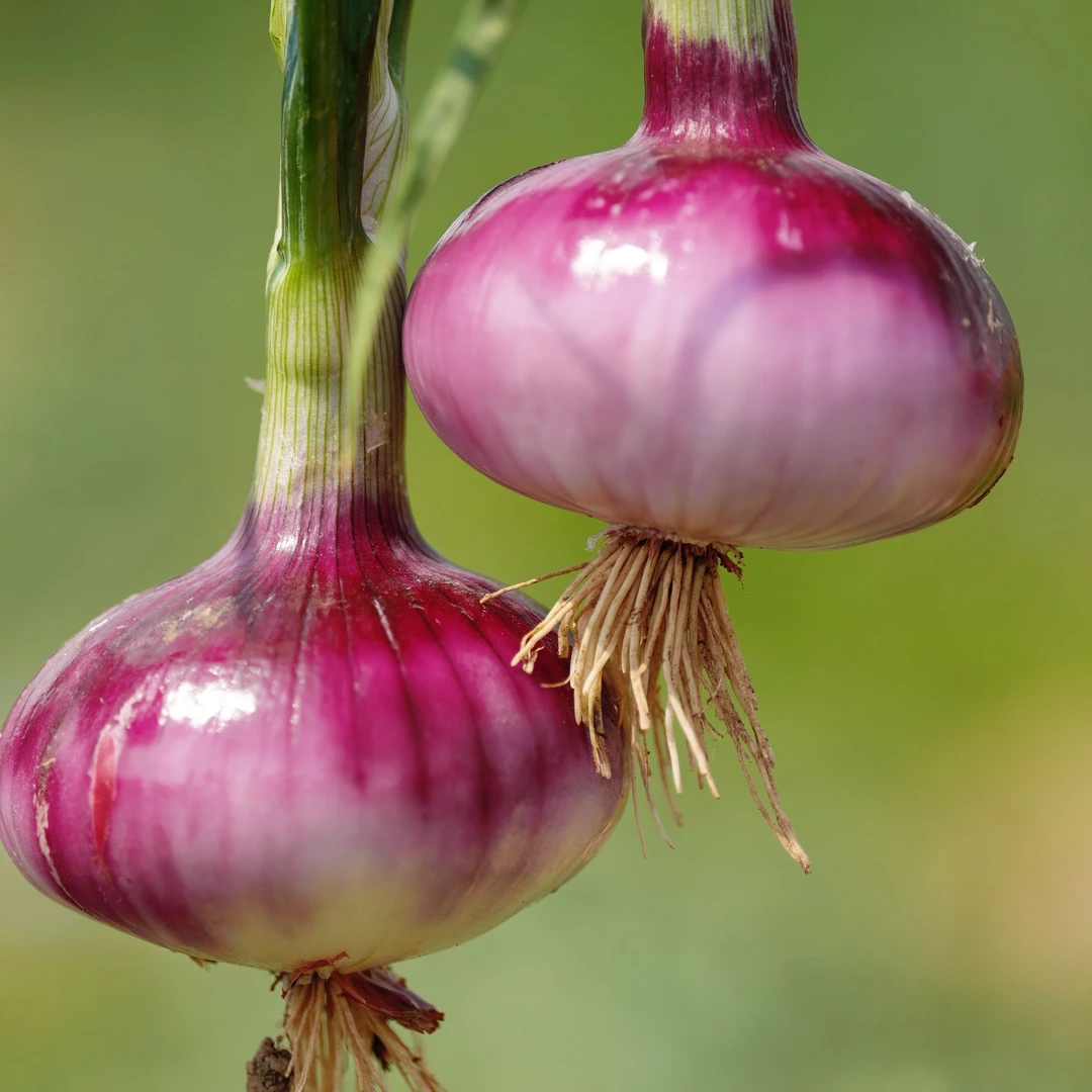 2025河南当季紫皮洋葱农家自种7分甜3分辣