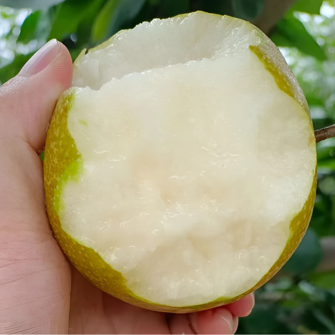 【脆甜大梨】 梨皇现摘新鲜水果头茬梨香甜爽口脆甜爆汁潭岭水晶梨