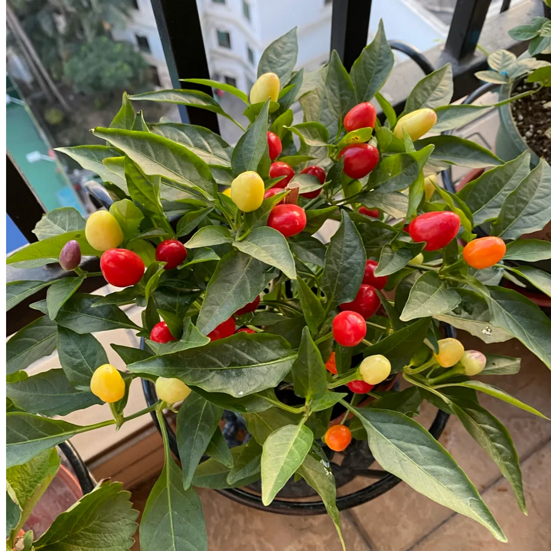 正宗七彩泡椒苗带土发货四季可种阳台盆栽食用观赏蔬菜苗