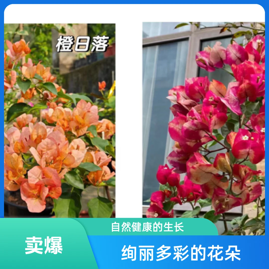 （印度画报+橙日落）稀缺组合到手2颗三角梅基地直邮不带花不带盆