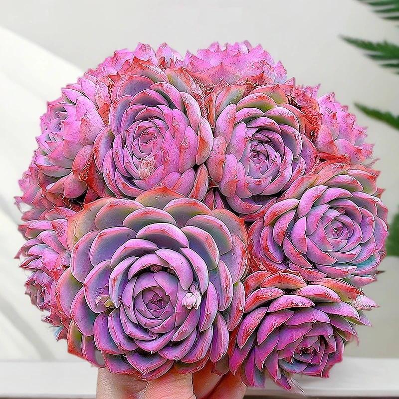 米淇家法兰西玫瑰多肉植物脱土