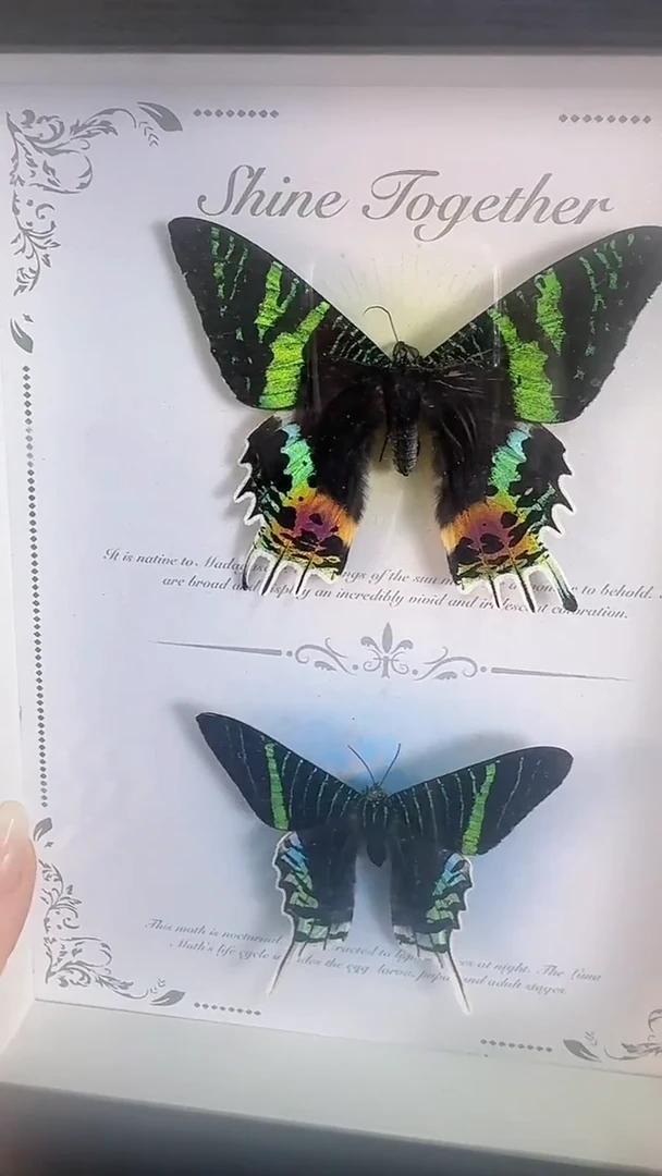 日月同辉蝴蝶标本收藏