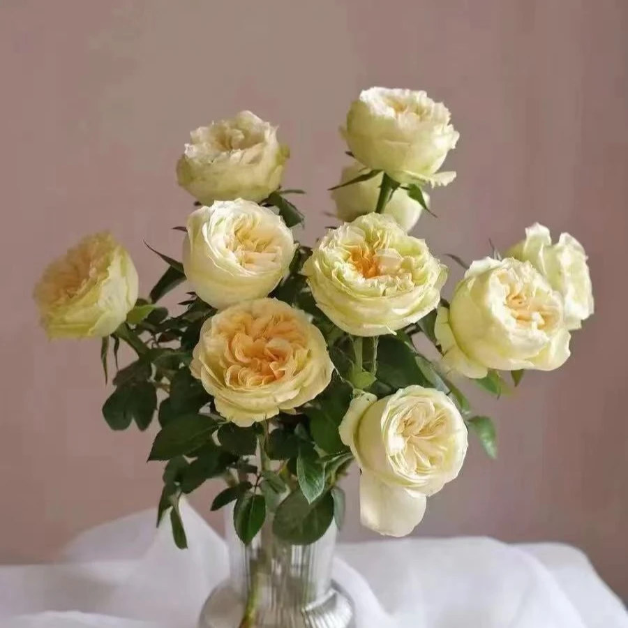 【彩花驿站】蝶舞玫瑰（直播间展示为准/10％损耗无售后介意勿拍）