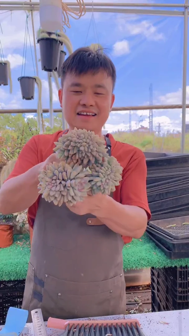 155雪缀化一物一拍