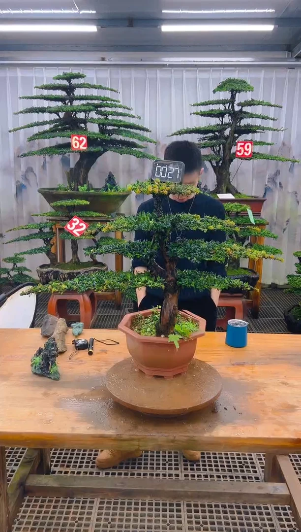 无花朵精品盆景直播间一物一拍