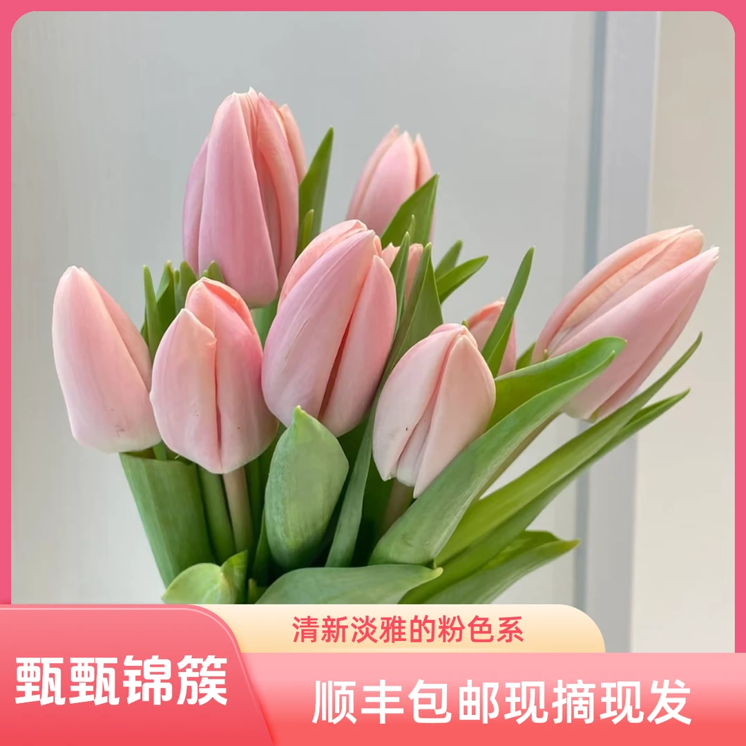 【三文鱼】郁金香东北现摘现发顺丰包邮