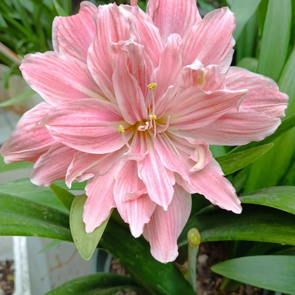 朱顶红种球甜蜜妮芙重瓣大花室内阳台盆栽好养活花卉