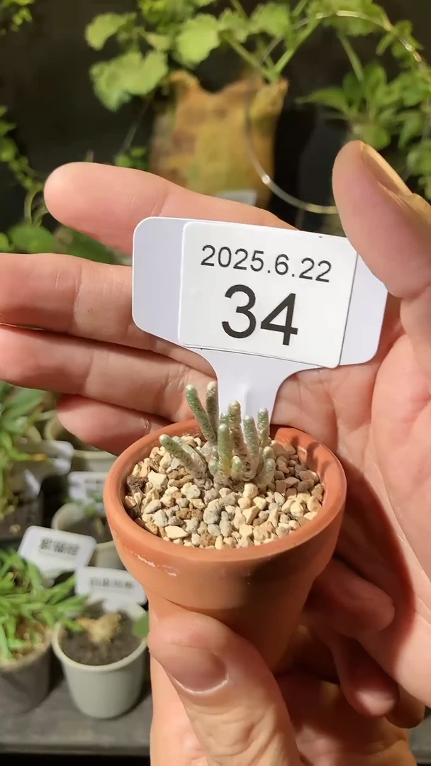 34号622福利银蚕植物