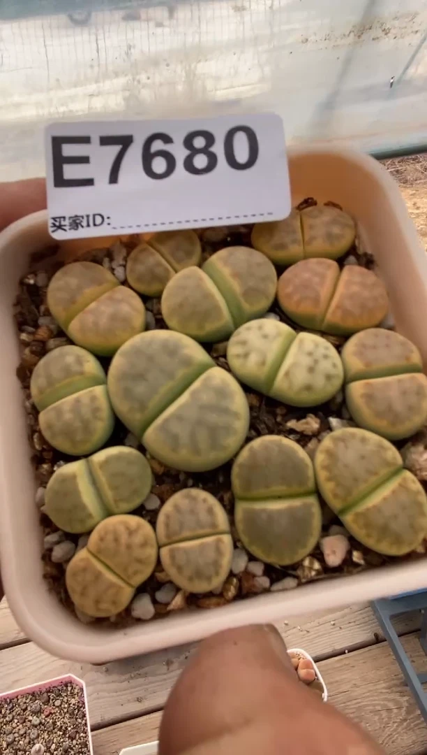 7680直播间一物一拍