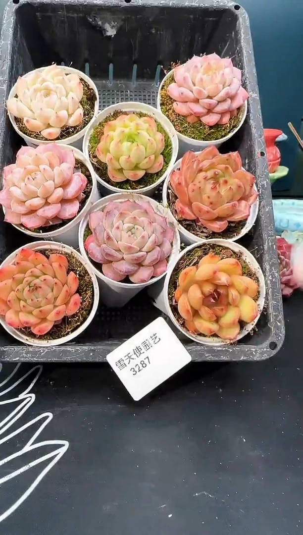 3  287  多肉 8  颗