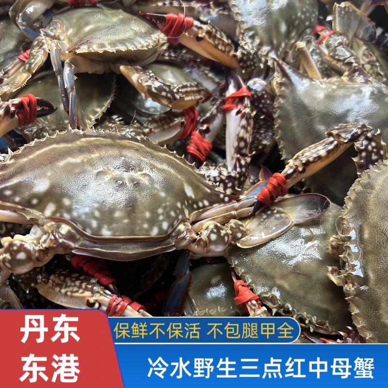 丹东东港三点红中母蟹  1斤3-4只  3两左右/只 【保鲜不保活】