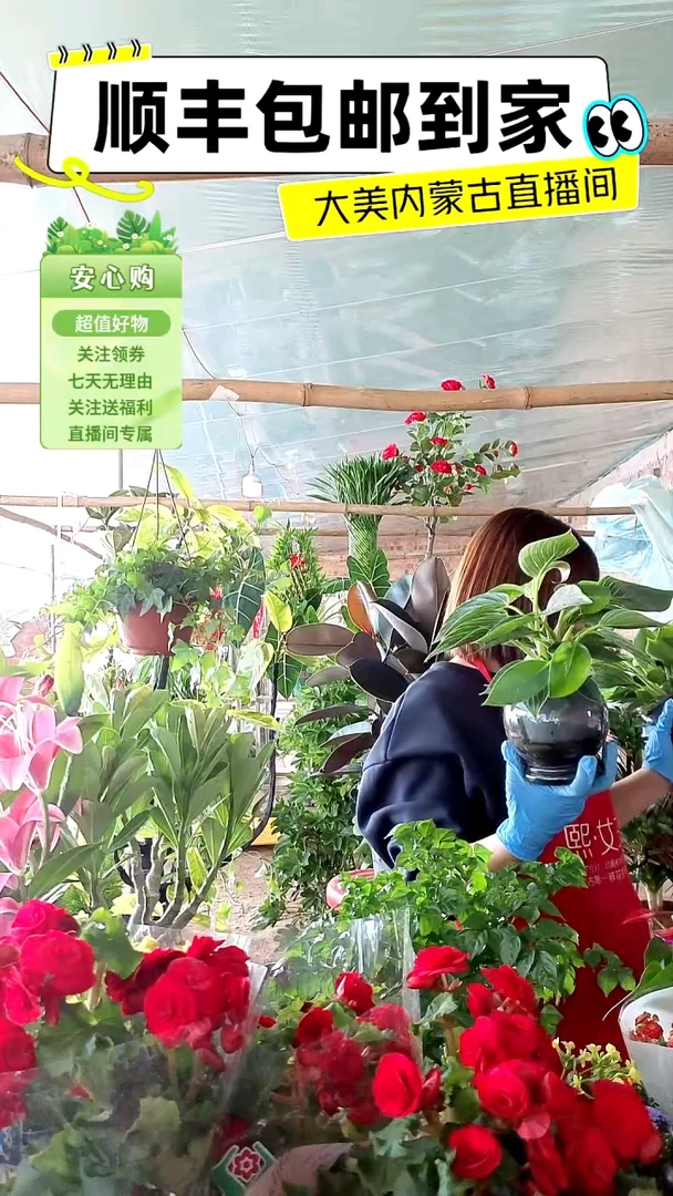 完全开放土培铂金钻