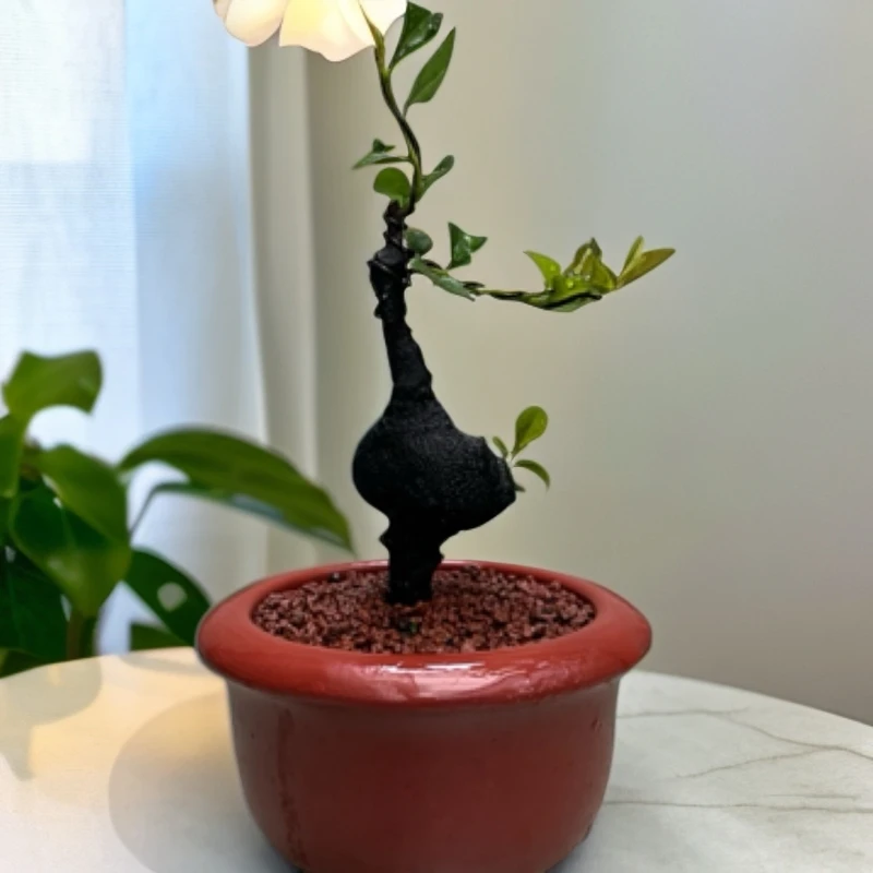 老桩矮霸造型金弹子园艺观赏花卉盆景绿植