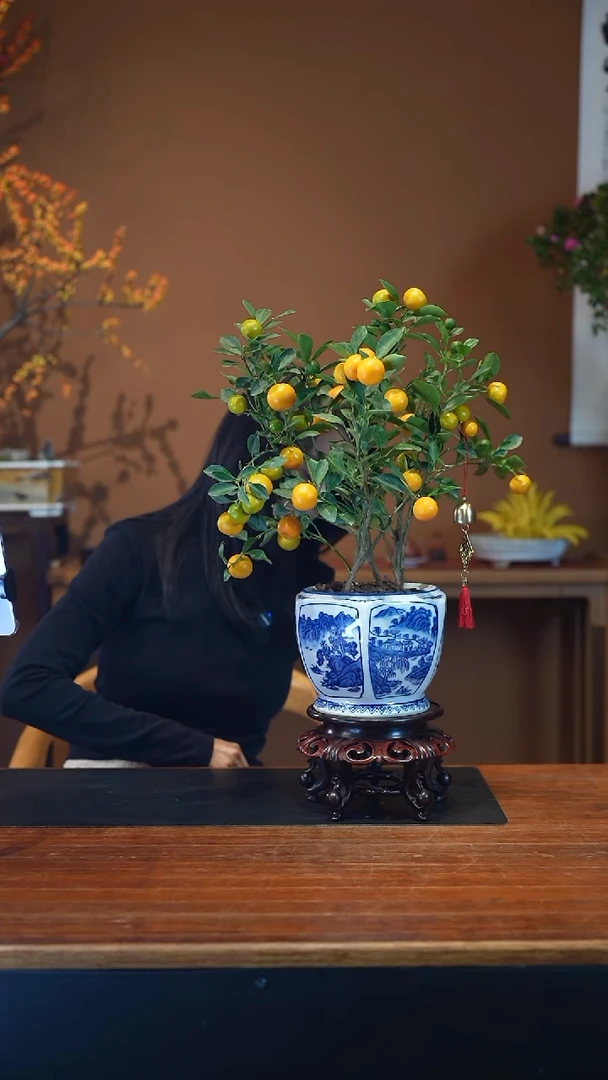 全部花朵小金桔青花盆景盆景盆景