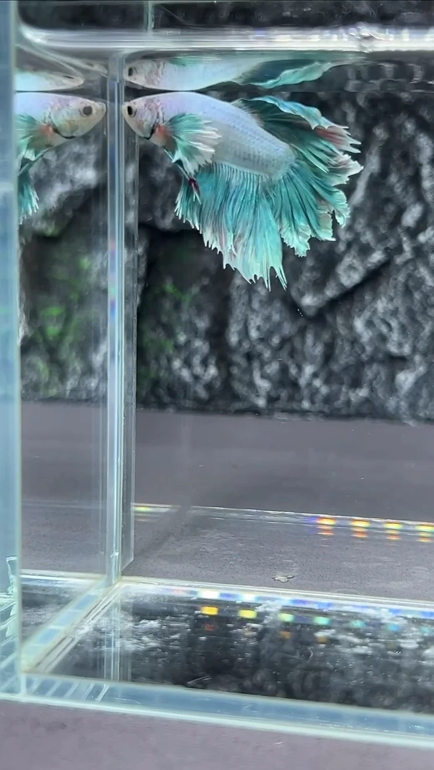 斗鱼竞拍链接A052