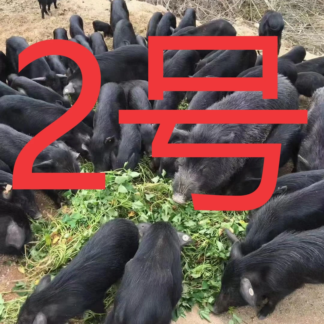 （直播改价2号链接） 正宗藏香猪散养跑山猪肉肉鲜香可口顺丰包邮