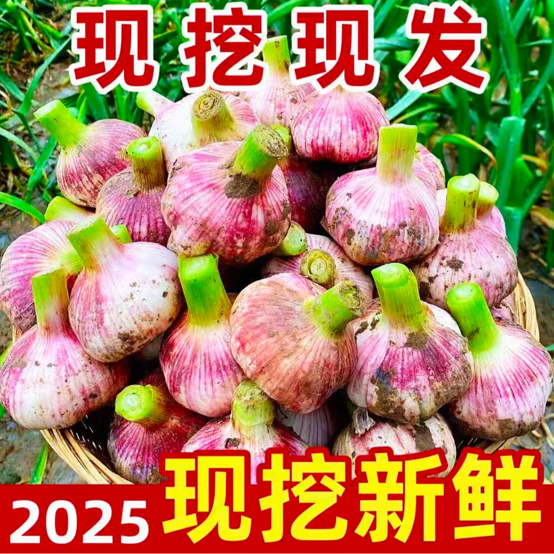 2025现挖新鲜大蒜头正宗云南紫皮大蒜农家嫩蒜腊八蒜独头蒜多瓣蒜
