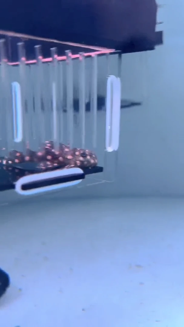 清道夫鱼13-014 瑕疵雪球 1条 尺寸5-6