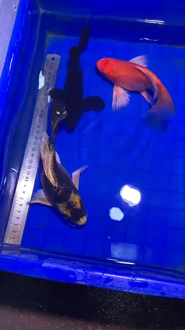 蝴蝶鲤鱼蝴蝶鲤直播选鱼专用链接 凭开箱视频售后