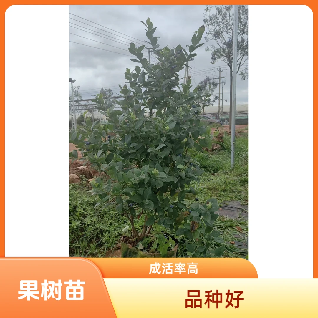 丰产期  珠宝  养死包赔  对版发货