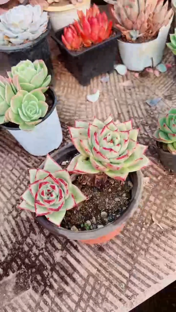 深**人多肉植物一物一拍1031