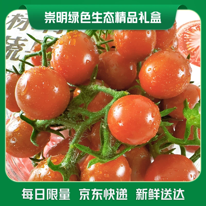 现摘崇明岛富硒番茄 小果（甜妞一号）