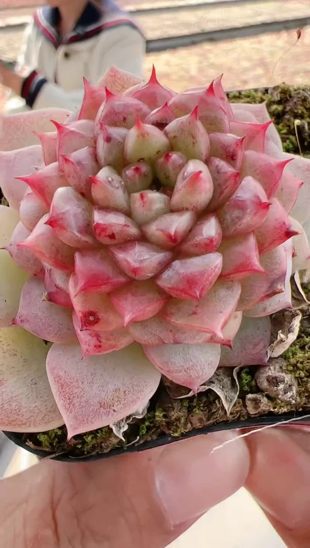 【闪购商品】晶-29