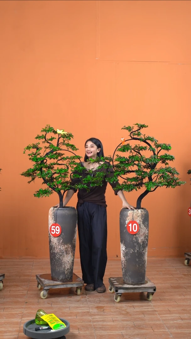 无花朵日****司广东小叶紫檀