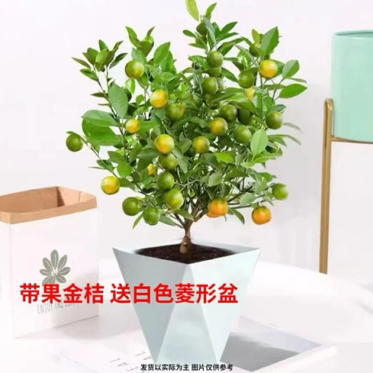 【带果发货】脆皮金桔树苗四季开花结果阳台小院南北方种植好活A61