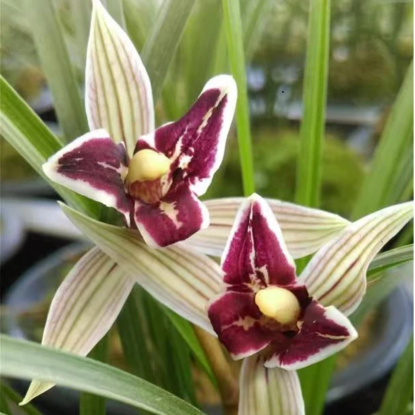 莲瓣兰【红满天】清香型 花期12-3月