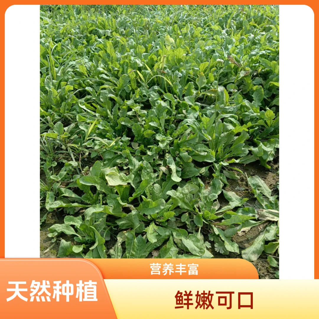 农家现挖现摘荠菜河南南阳特产大叶荠荠菜做馄饨水饺春卷野菜芥菜