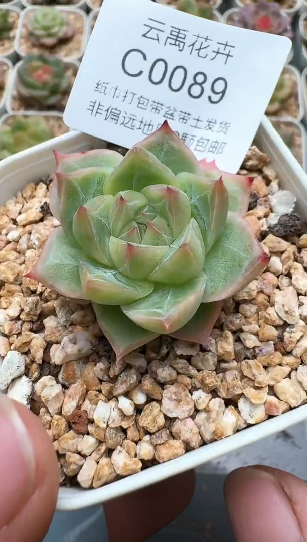 089C云禹多肉植物 带盆土纸巾打包 3颗包邮
