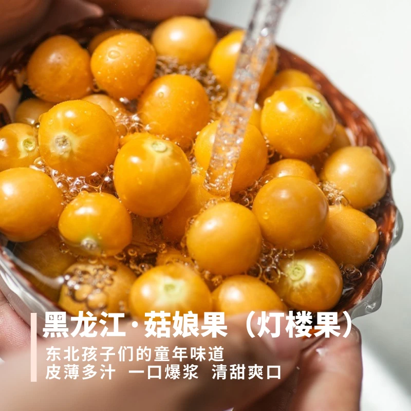 菇娘果（灯楼果） 东北特产 姑娘果 老品种小个味足的皮脆肉甜清香