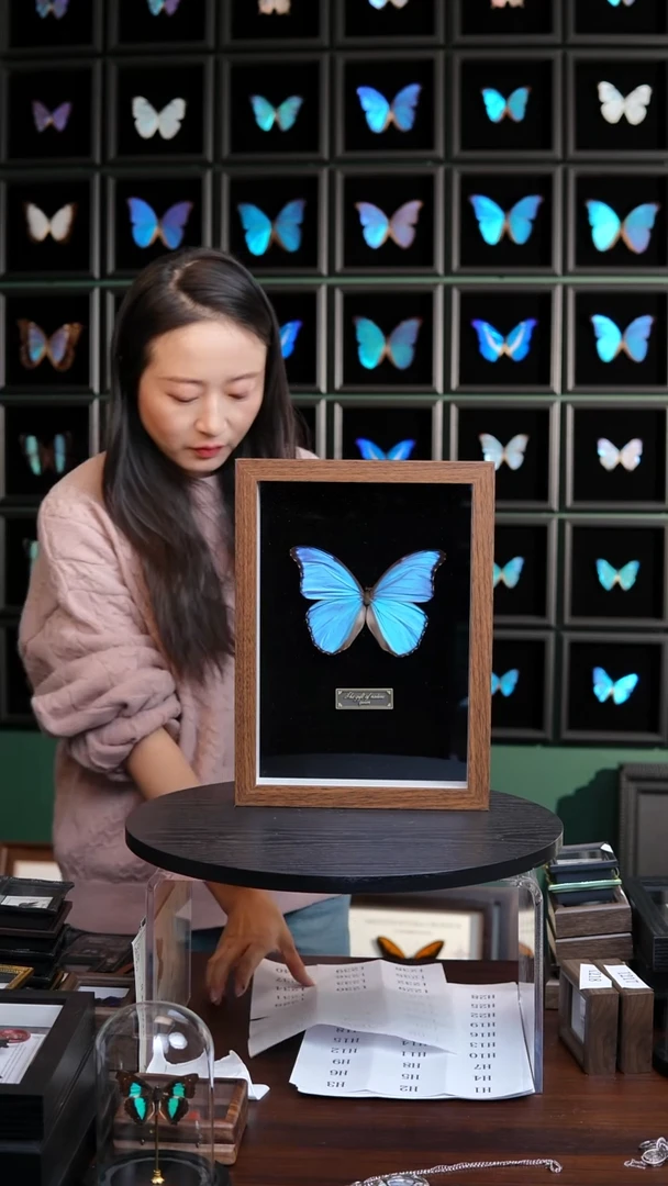 晶闪蝶标本摆件A4框