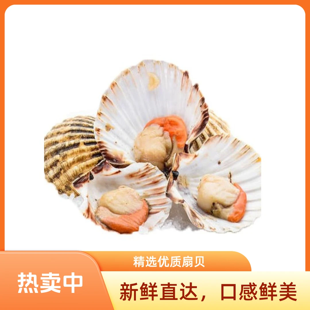 鲜活扇贝 50g-75g/只