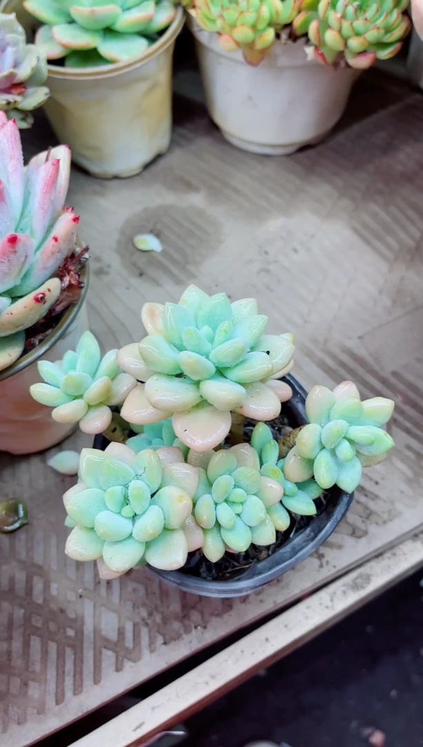 09005多肉植物一物一拍