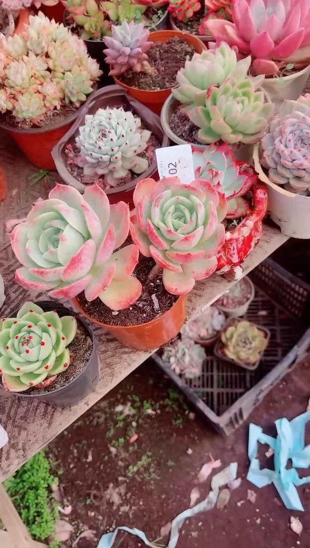 b***y跃跃精品多肉21102