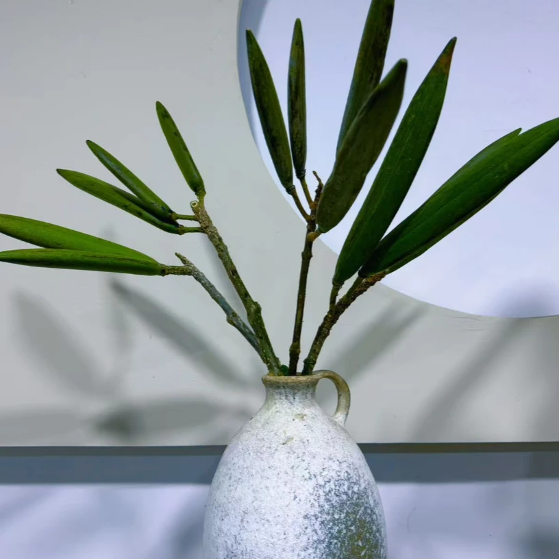 【拾花拾木】尖头火焰木 云南鲜花