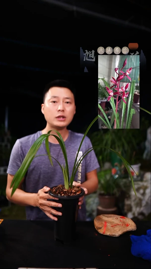 当前无花栽培后可以开花秋榜-版纳红前垄子母2苗带2芽（带盆带土