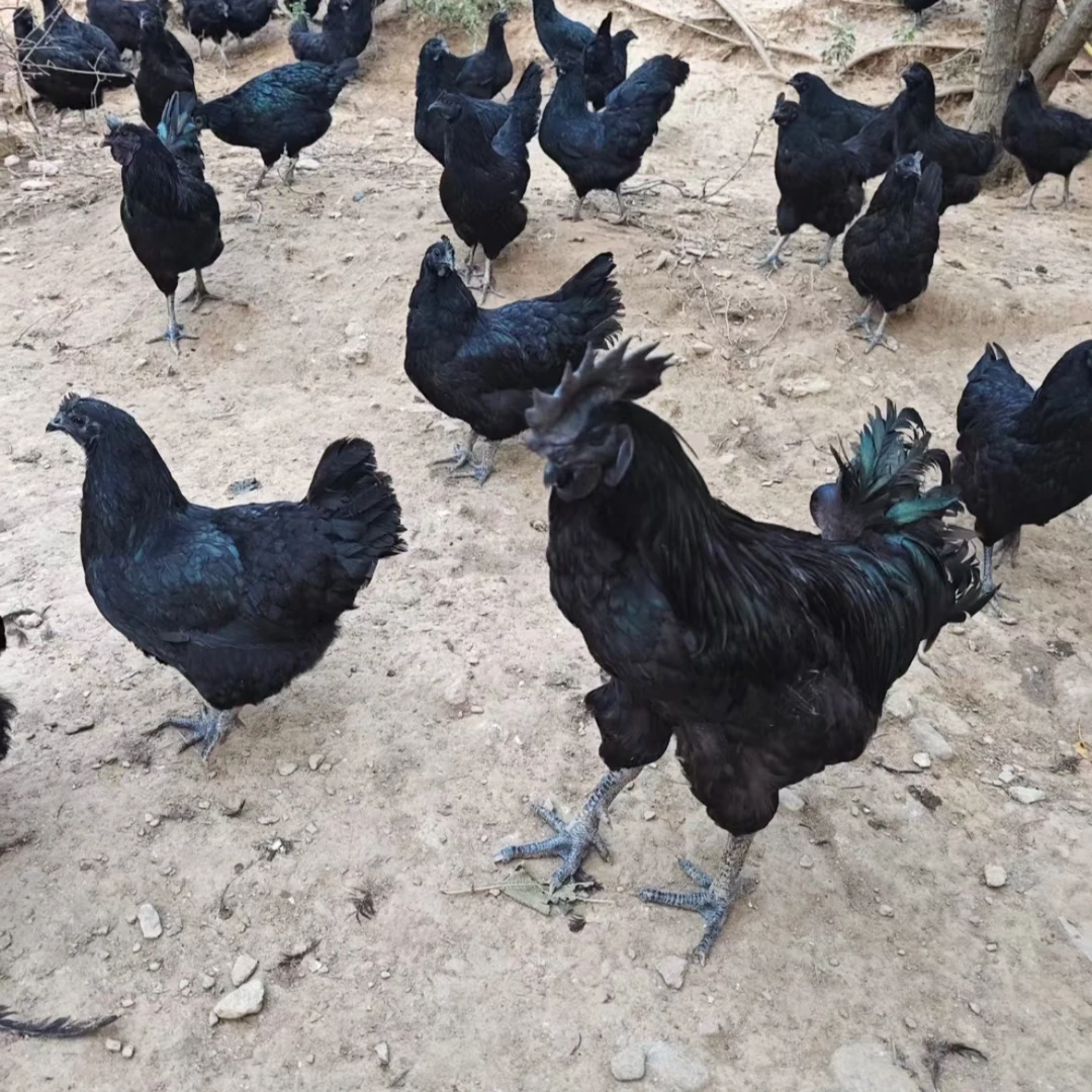 宠物鸡五黑绿壳蛋鸡 高颜值好看好养 包邮发货