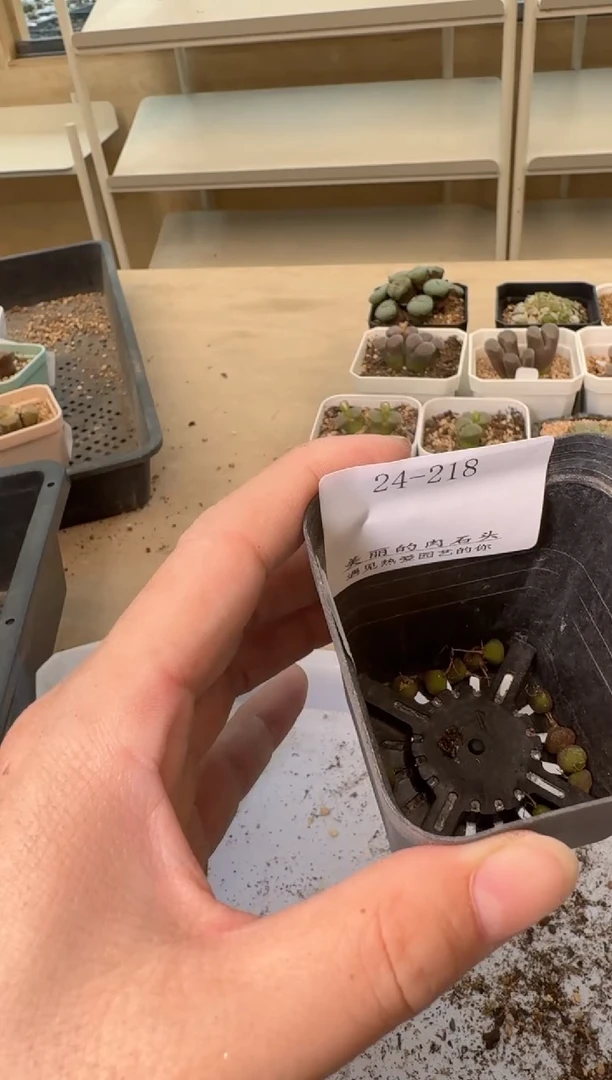 24-218多肉植物肉锥
