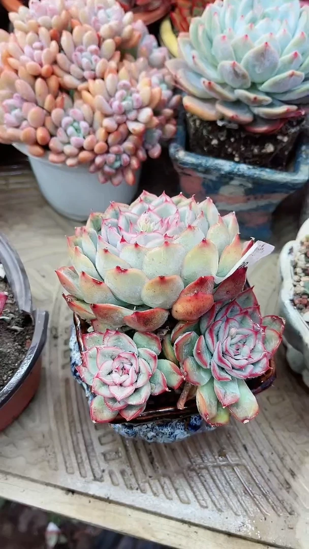 【闪购商品】15128