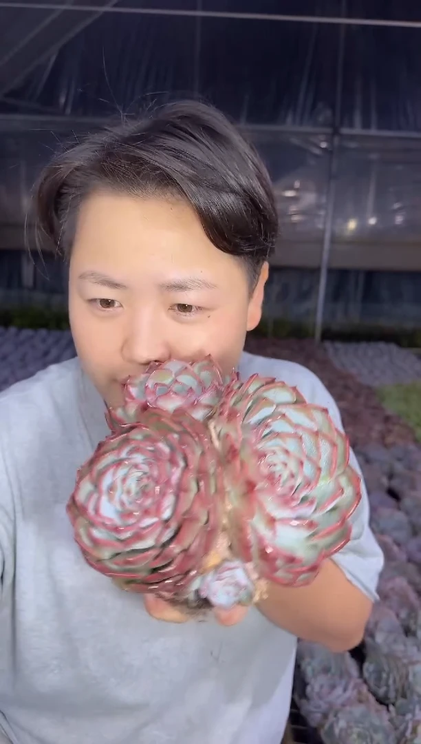 三头起皮卡丘9.99