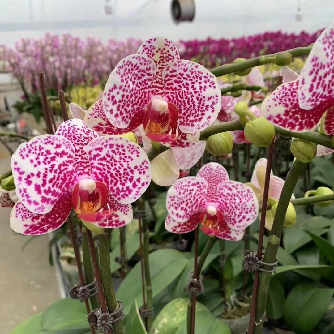 蝴蝶兰【黑杰克】 稀有 欧品  室内花花 广州基地直发