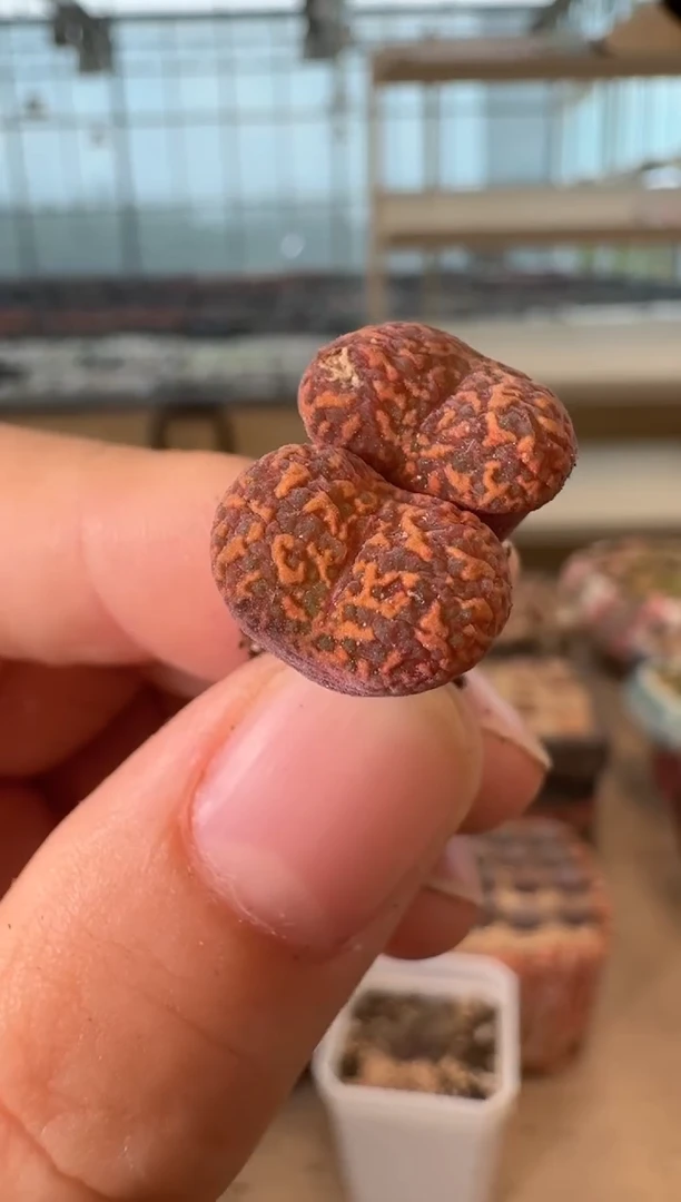 12-12多肉植物肉锥勋章