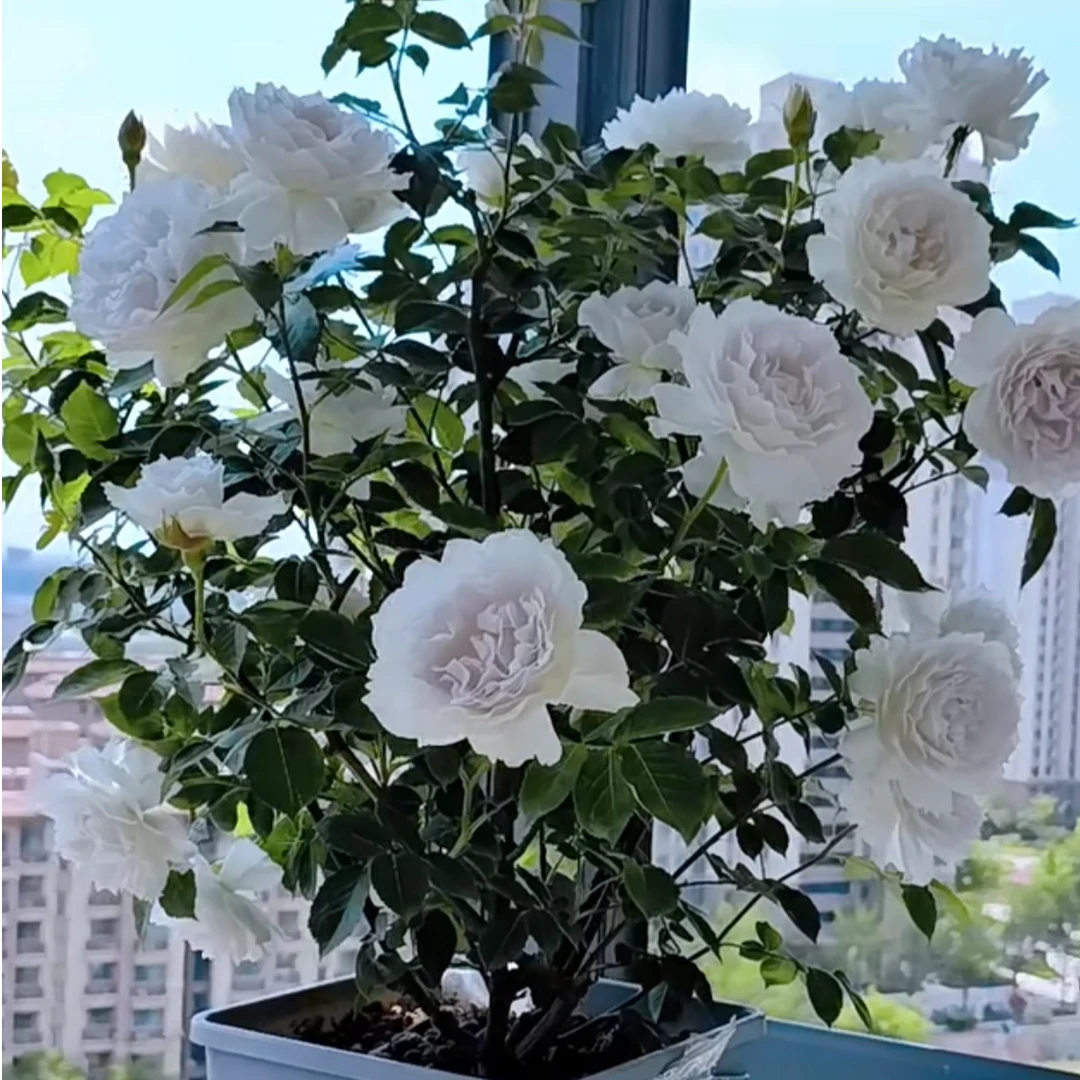 【加百列大天使】灌木月季庭院阳台地栽盆栽欧月大花浓香多季开花