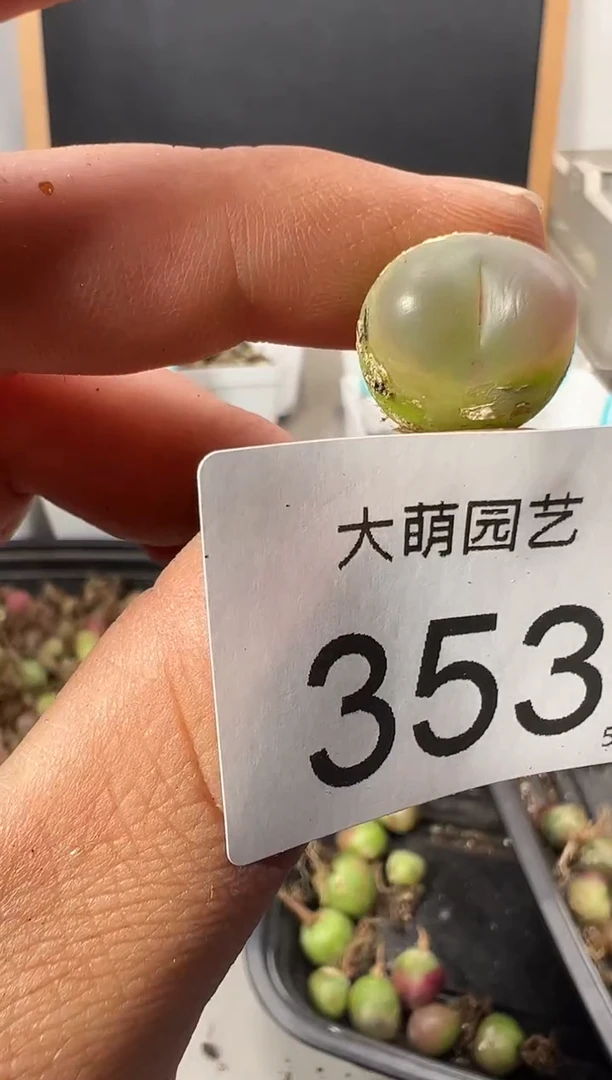 【闪购商品】++++353