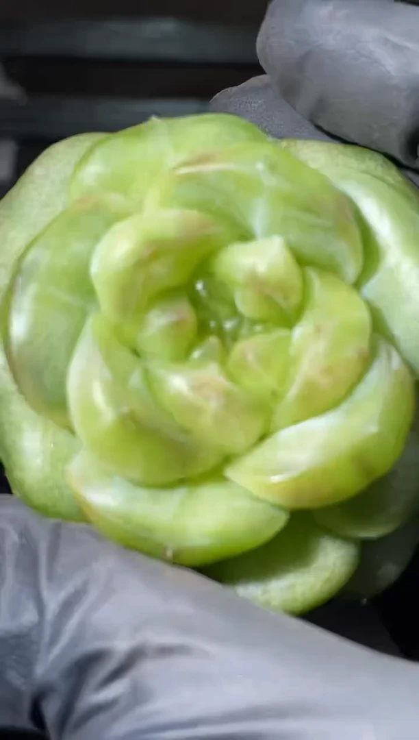 26-56菜包3-4厘米量拍发一颗