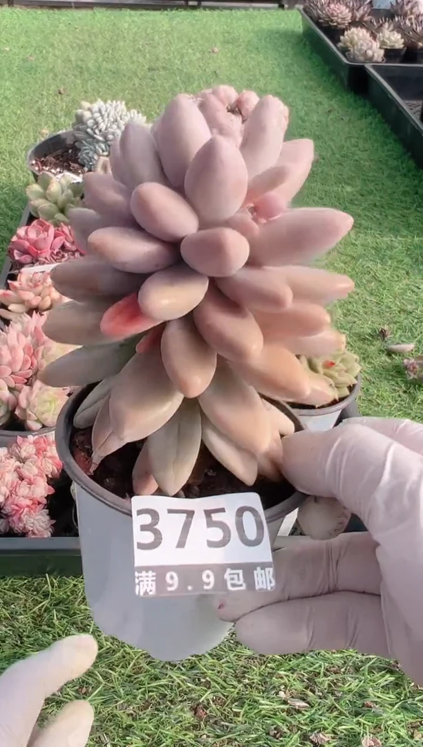 【闪购商品】信福多肉一物一拍